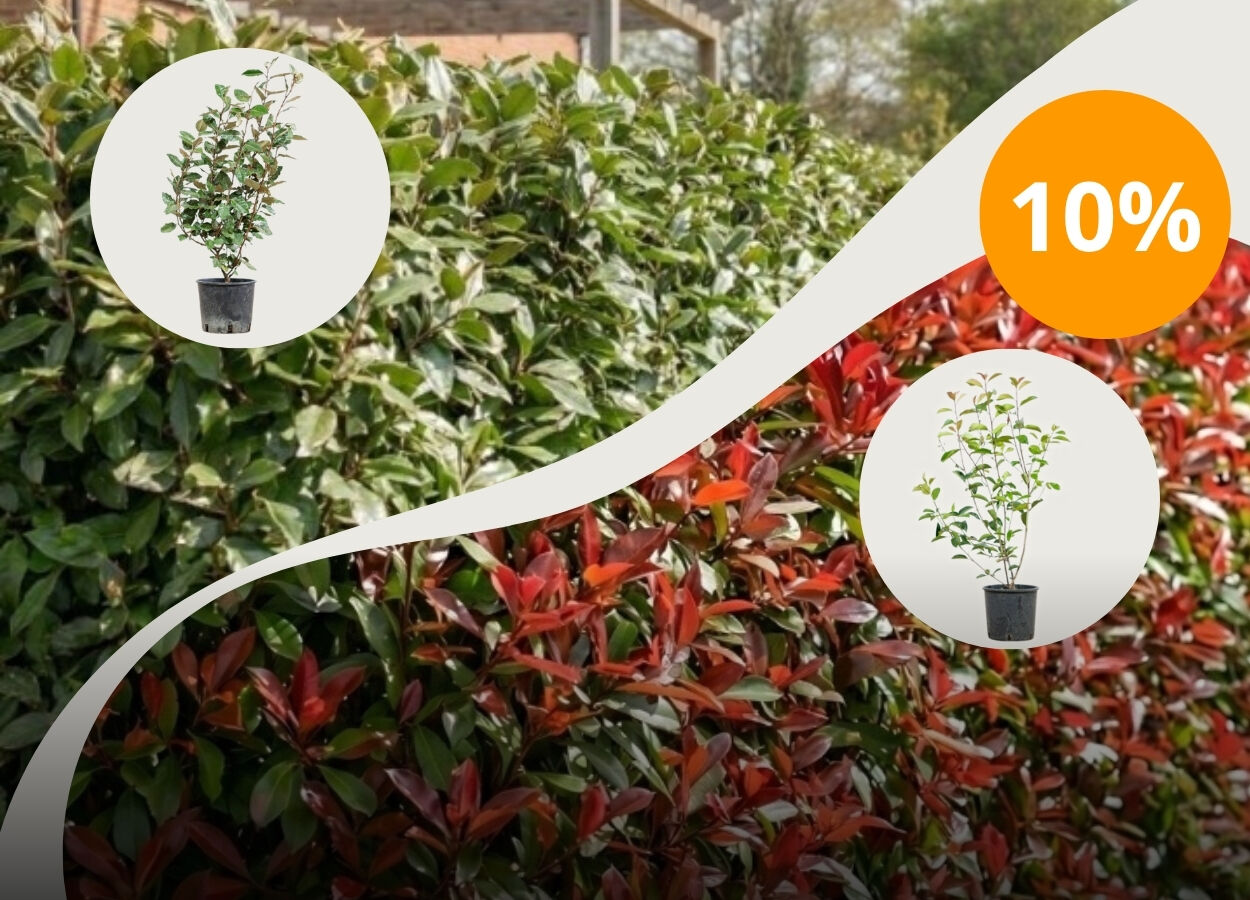 10% korting met code: HAAGPLANTEN10 op<br> Elaeagnus Ebbingei + Photinia