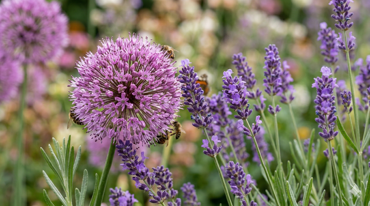 Top 5 Lila Vaste Planten image