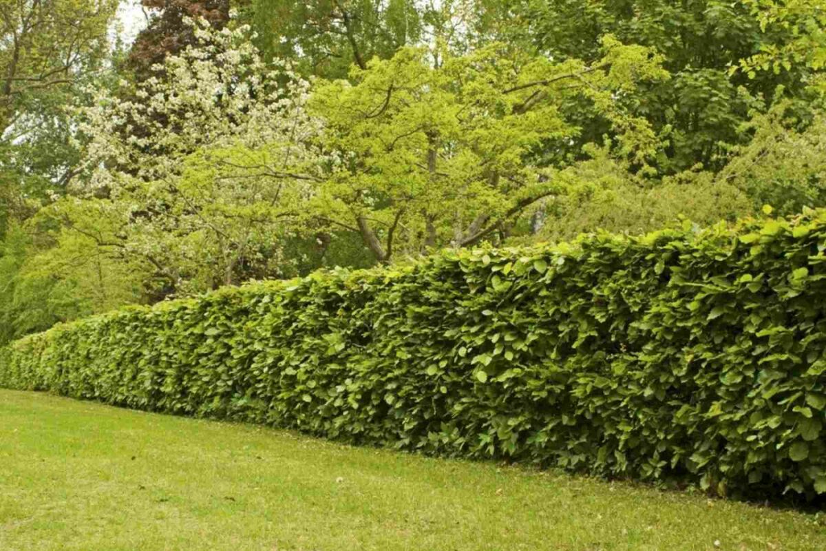 Huisdiervriendelijke planten en hagen: inspiratie voor een veilige tuin image