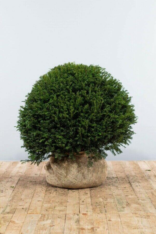 Taxus baccata bol