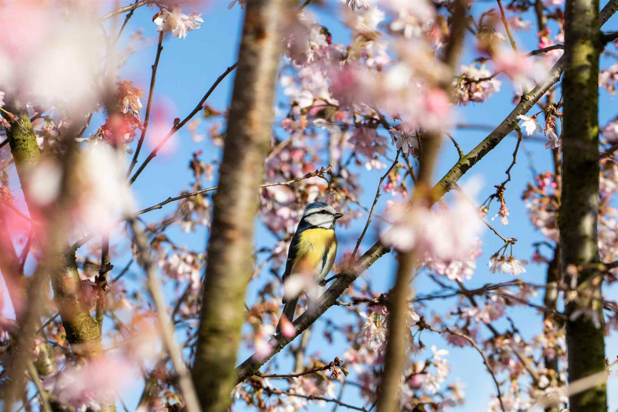 De beste planten en hagen om tuinvogels aan te trekken