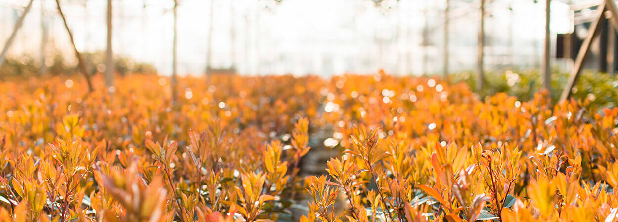 Plantcondities bij levering