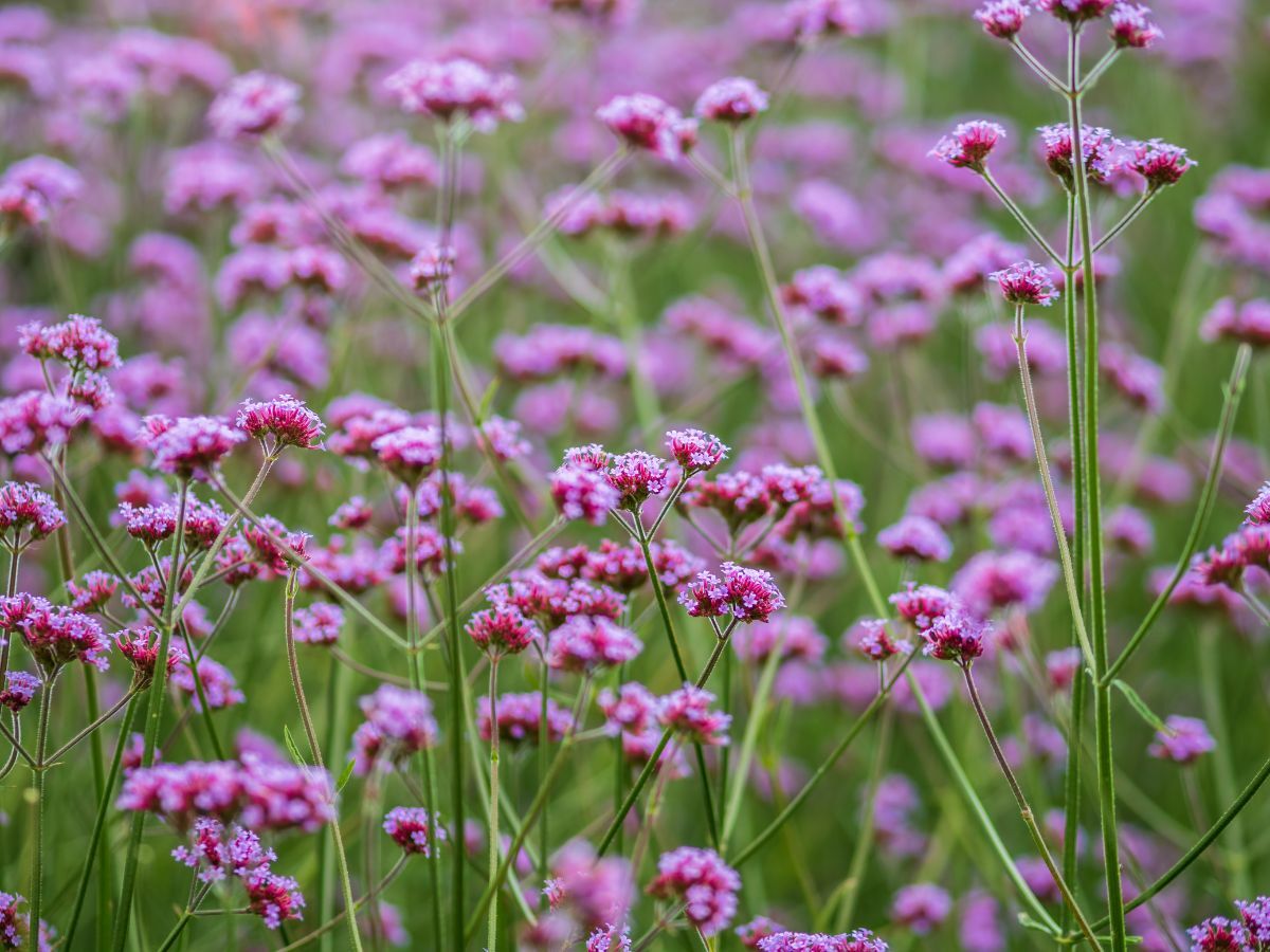Top 7 Prairieplanten voor een Natuurlijke Tuin image