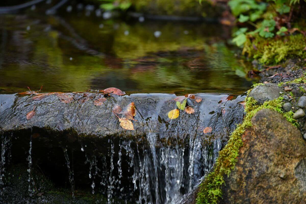 Het winterklaar maken van je tuin tijdens de herfst