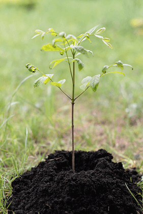 Welke haagplanten kun je stekken?