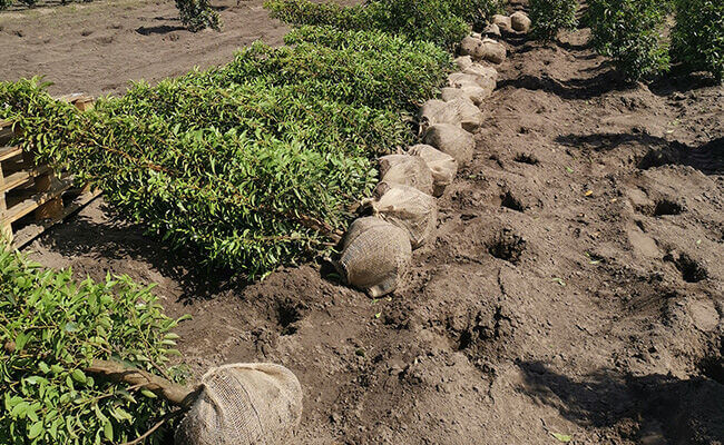 10 tips voor het aanplanten van hagen