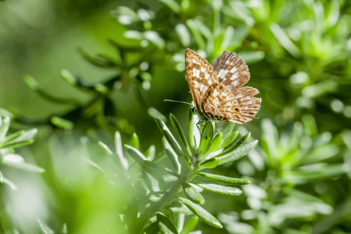 Hoe verduurzaam je je tuin?