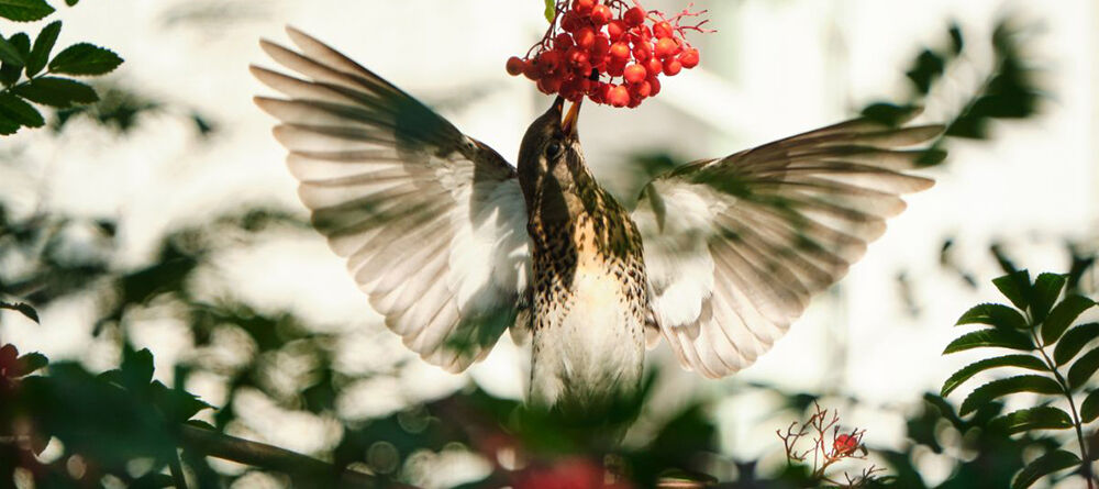 Maak van je tuin een vogelparadijs