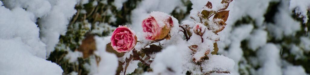 Zo bescherm je je tuinplanten tegen vorst zonder plastic of fleece image