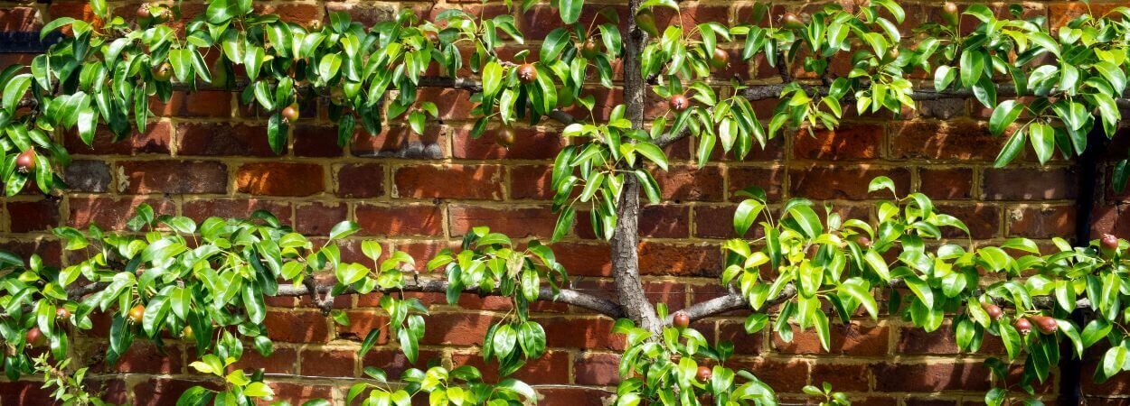 Stappenplan voor het aanplanten van leibomen
