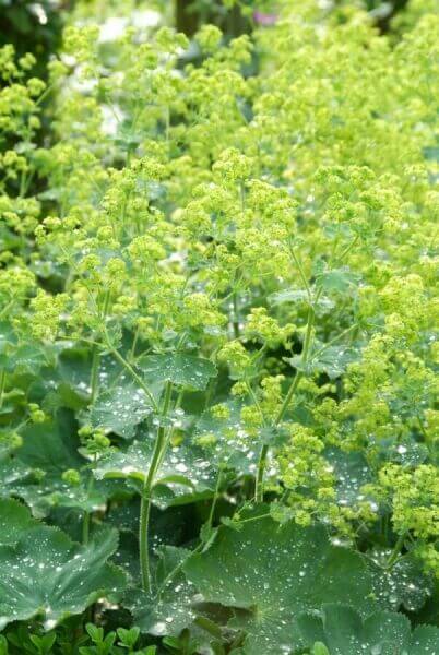 Goedkope borderplanten