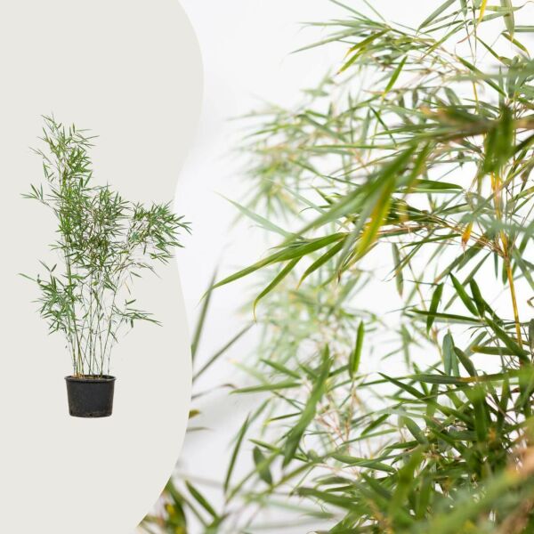 Fargesia robusta 'Campbell'