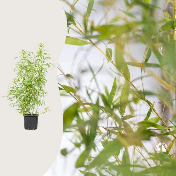 Phyllostachys aurea
