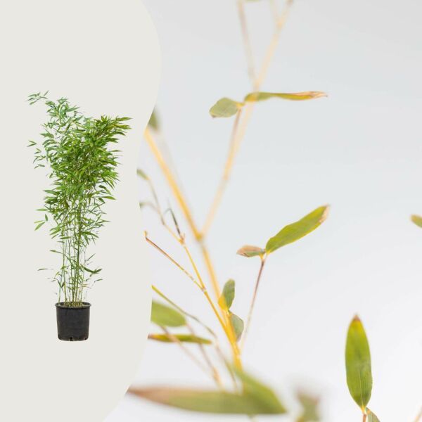 Phyllostachys bissetii