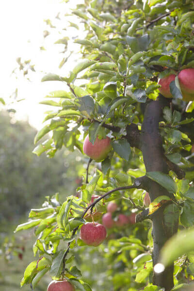 Fruitbomen