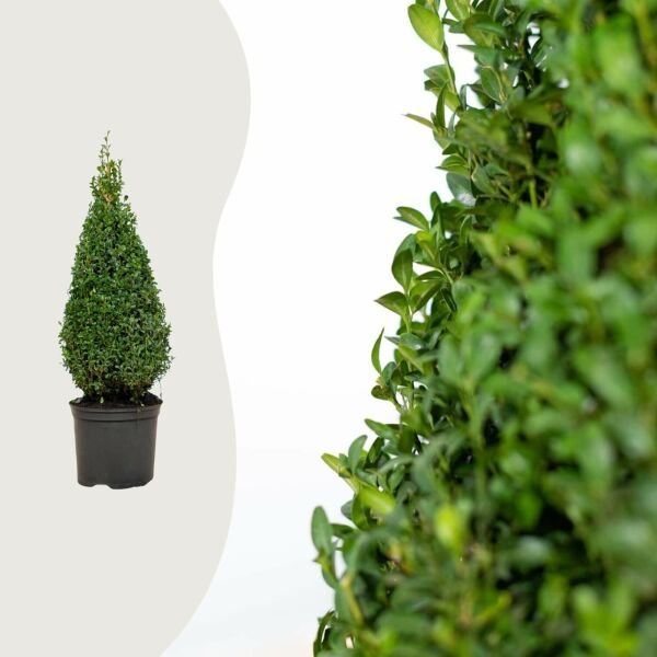 Buxus 'Pyramide'