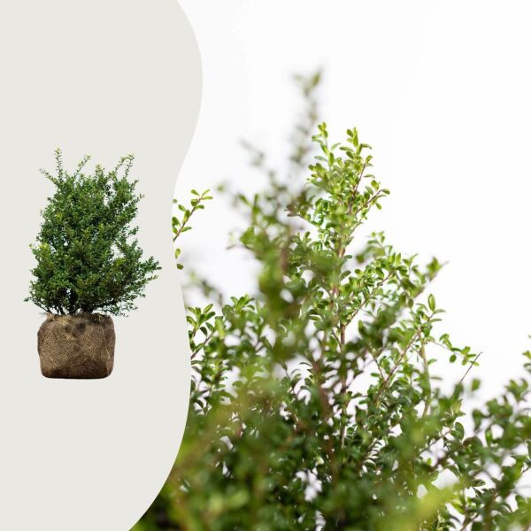 Ilex crenata 'Convexa'