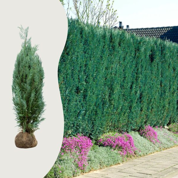 Cipres ‘Columnaris Glauca’
