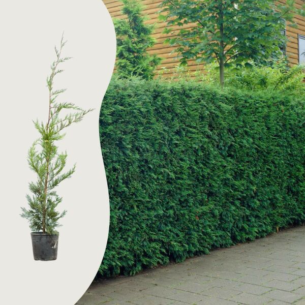 Cipres leylandii 