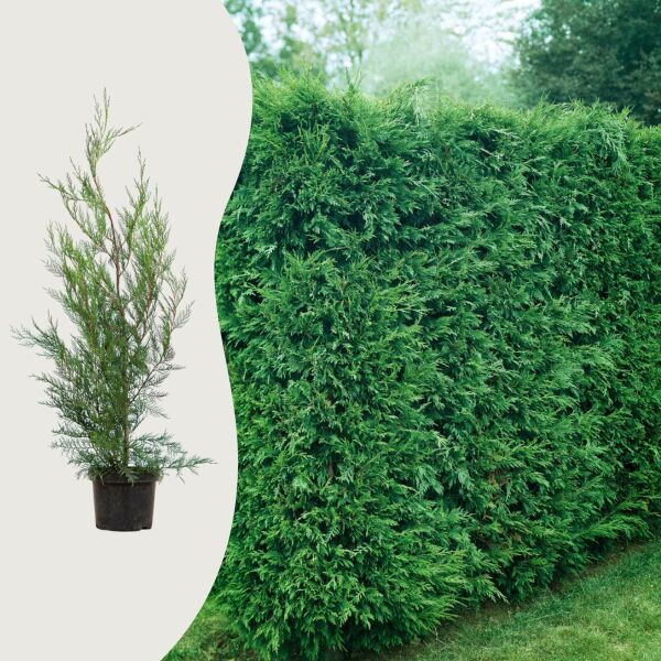 Cipres leylandii '2001'