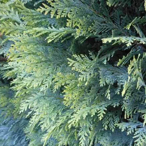 Cipres ‘Columnaris Glauca’