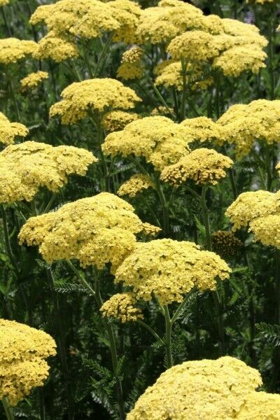 Onderhoudsarme tuinplanten