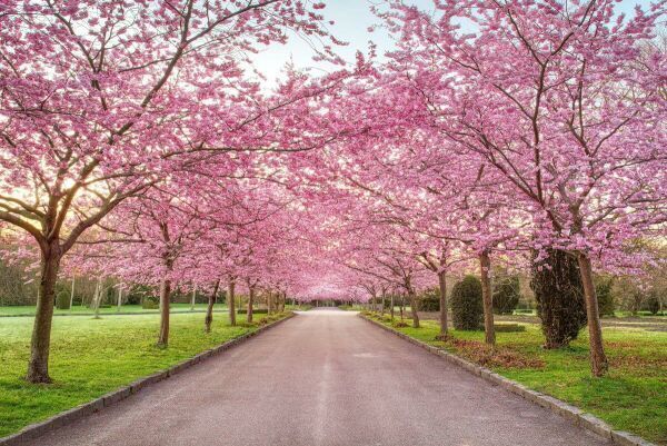 Roze bloesembomen
