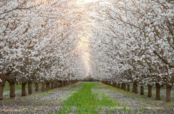 Witte bloesembomen