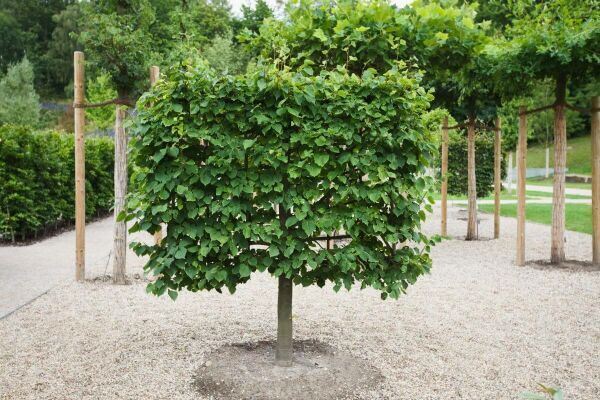 Kleine leibomen