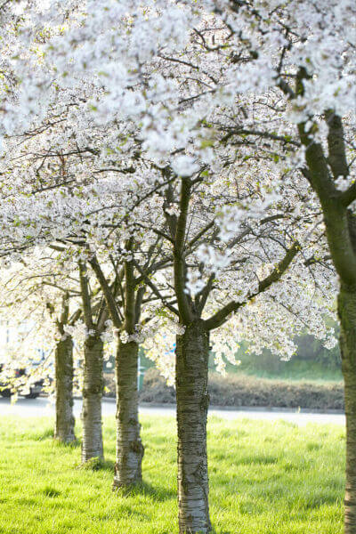 Bomen