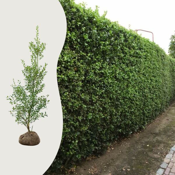 Ilex aquifolium