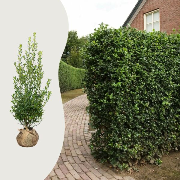 Ilex aquifolium ‘Alaska’