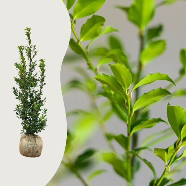 Ilex ‘Blue Maid’