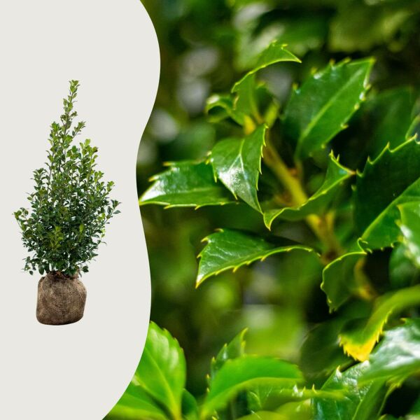 Ilex ‘Heckenfee’