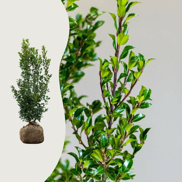 Ilex ‘Heckenstar’