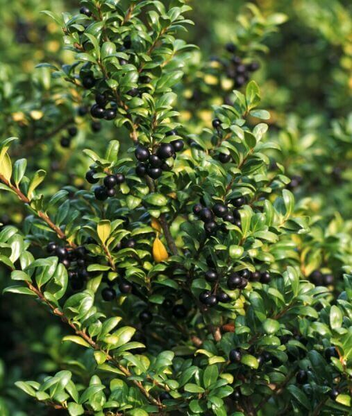 Ilex crenata 'Convexa'