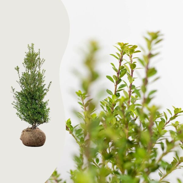 Ilex crenata 'Blondie'