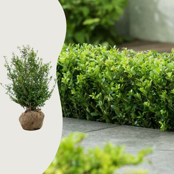 Ilex 'Caroline Upright'