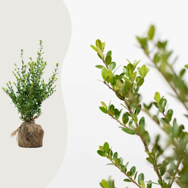 Ilex crenata 'Dark Green'