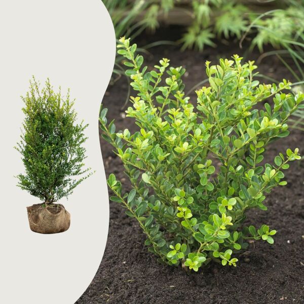 Ilex crenata 'Green Hedge'