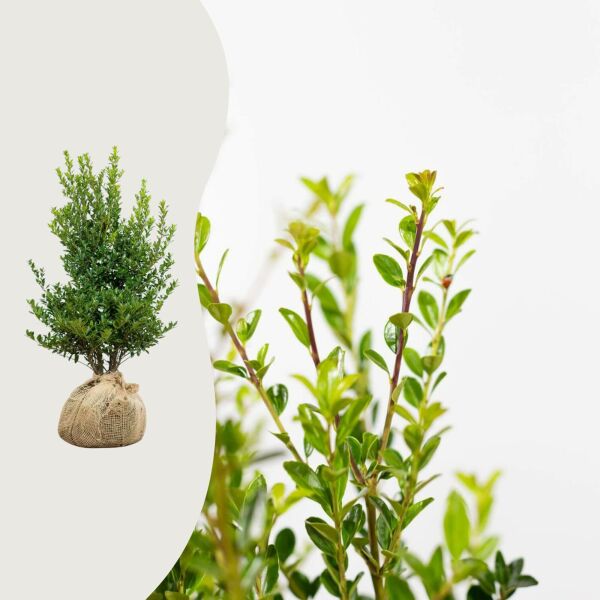 Ilex 'Kanehirae'