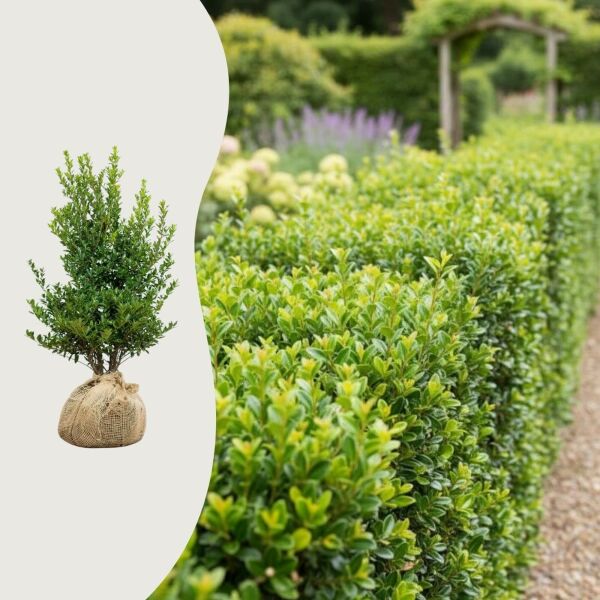 Ilex 'Kanehirae'