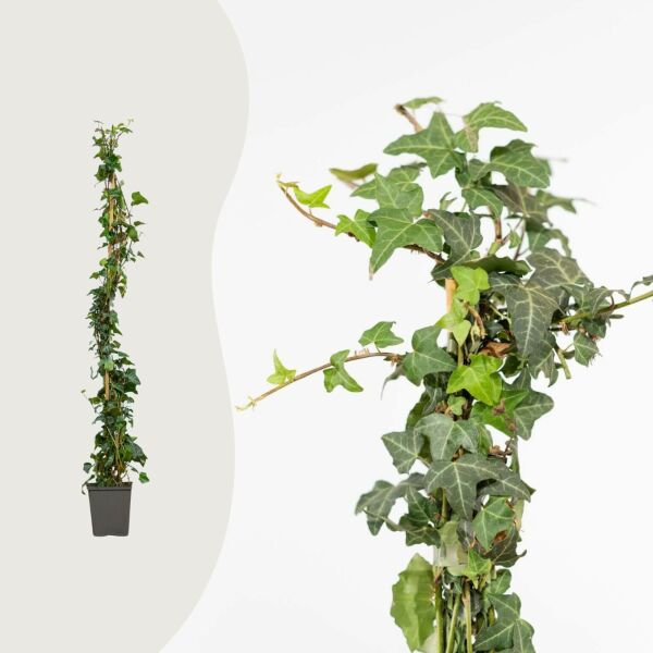 Hedera helix