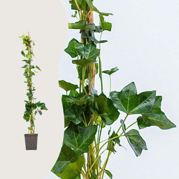 Hedera hibernica