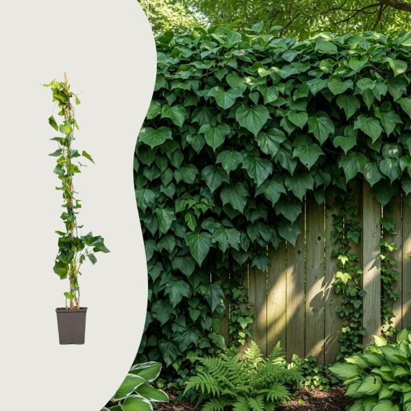 Hedera hibernica