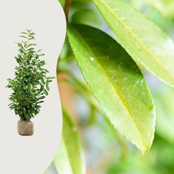 Laurier 'Genolia'