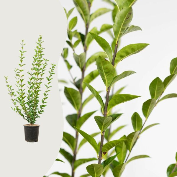 Ligustrum ovalifolium