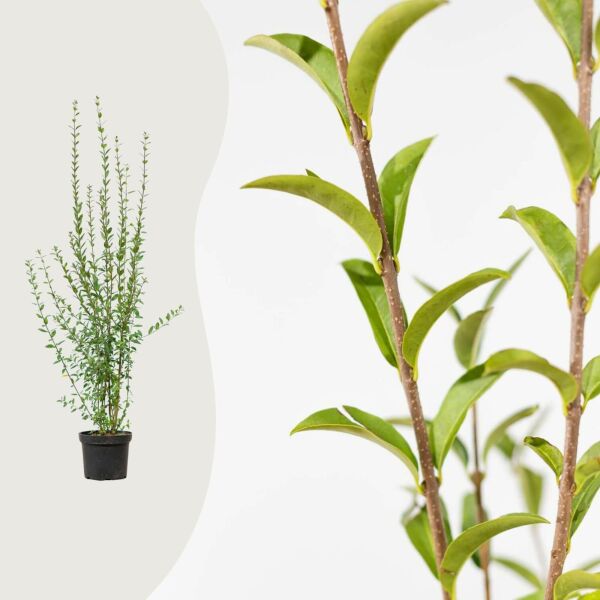 Ligustrum 'Atrovirens'