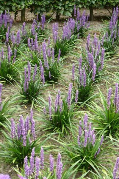 Groenblijvende vaste planten