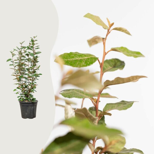 Elaeagnus ebbingei